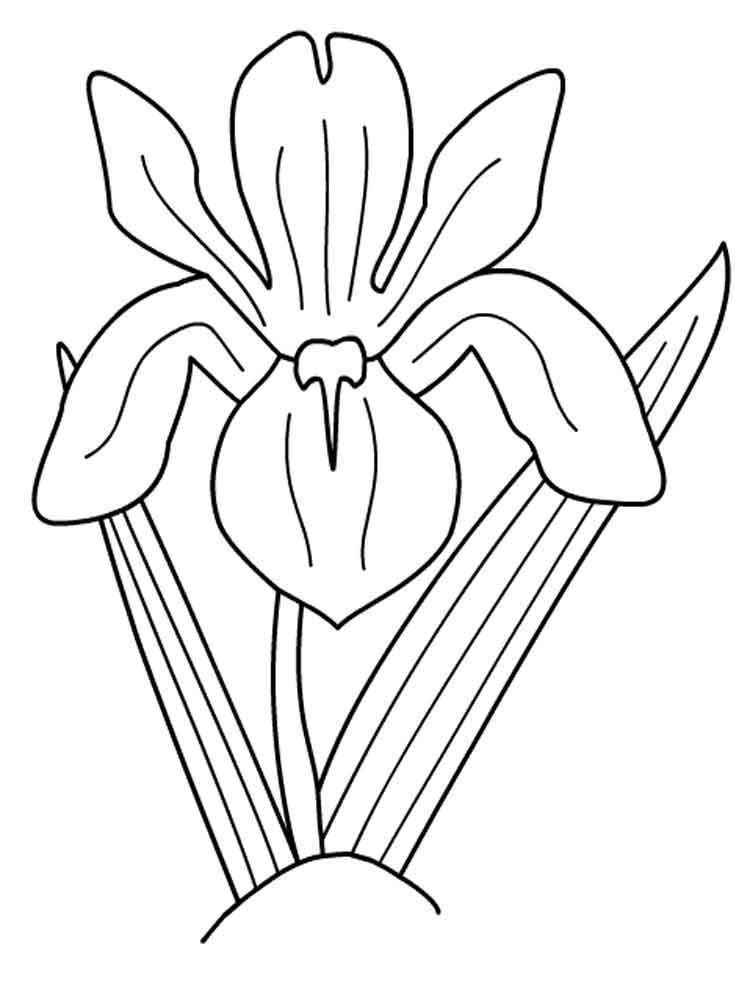 Easy Iris Coloring Page