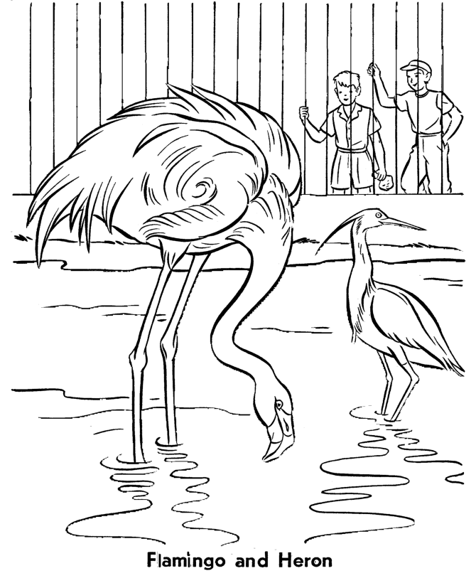 Flamingo And Heron Coloring Page