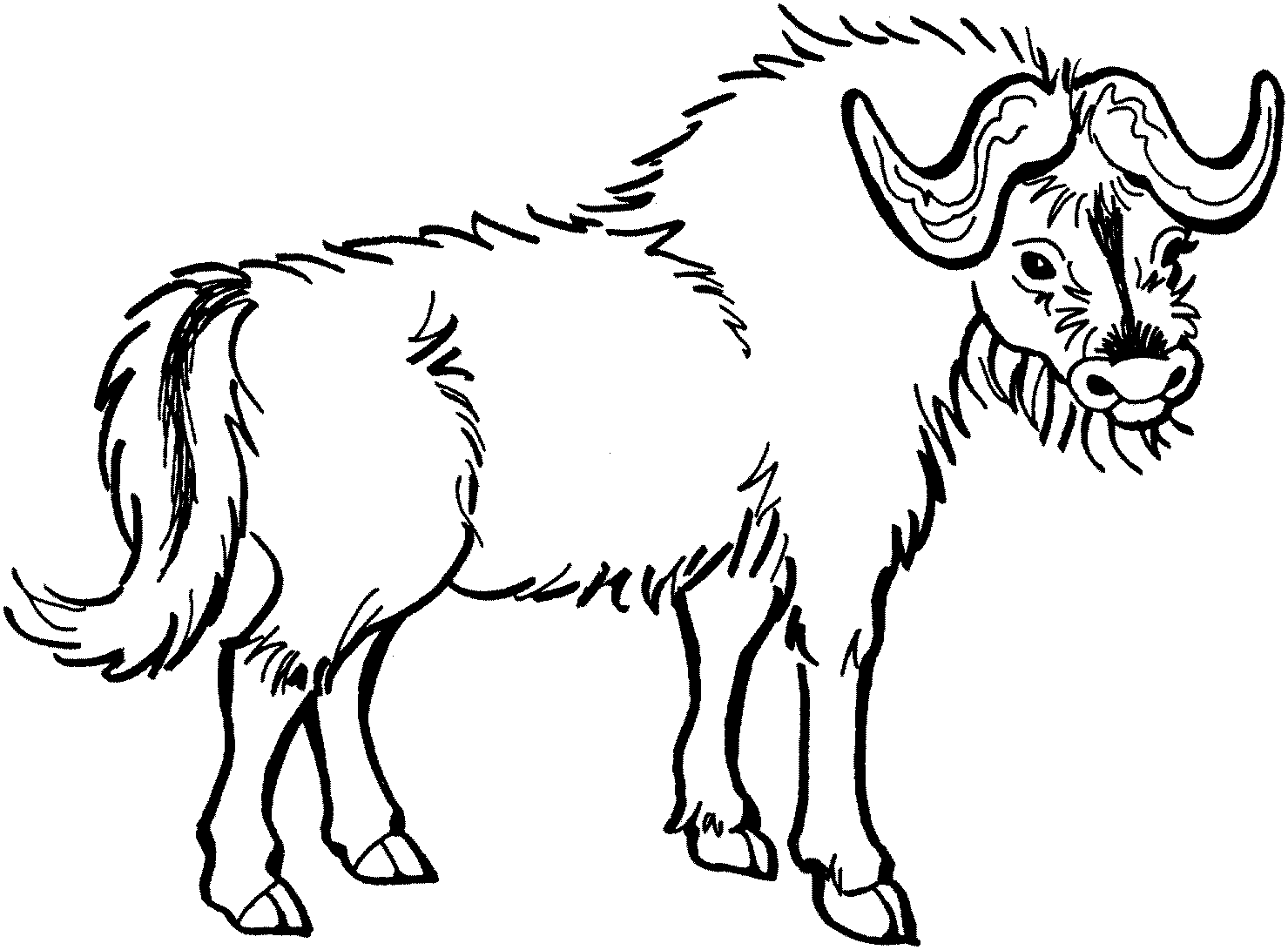 Furry Buffalo Coloring Pages