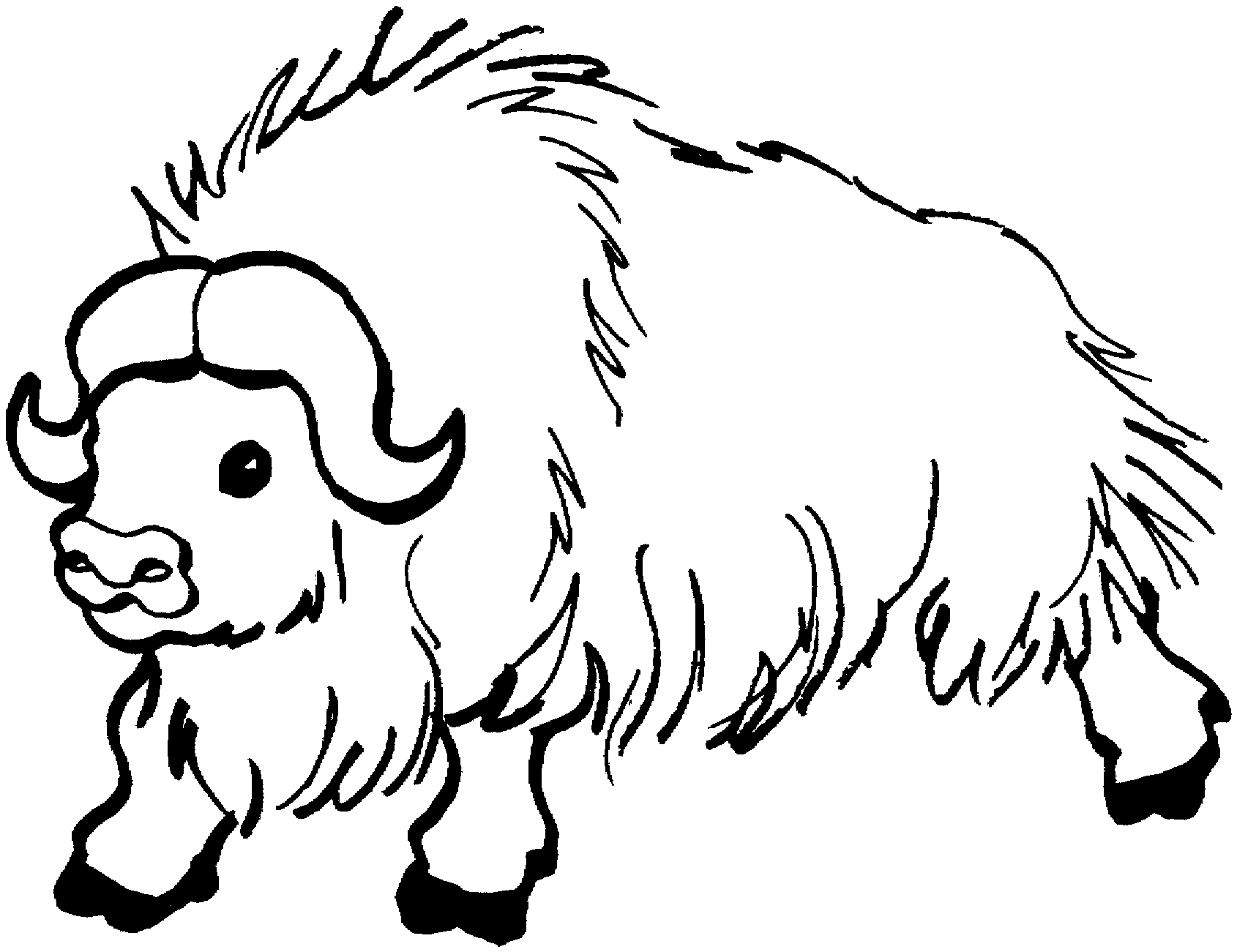 Hairy Buffalo Coloring Pages