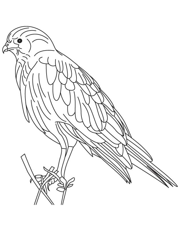 Hawk Coloring Pages - Best Coloring Pages For Kids