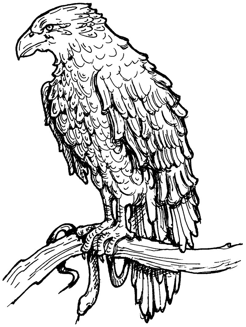 Hawk Printable Coloring Pages