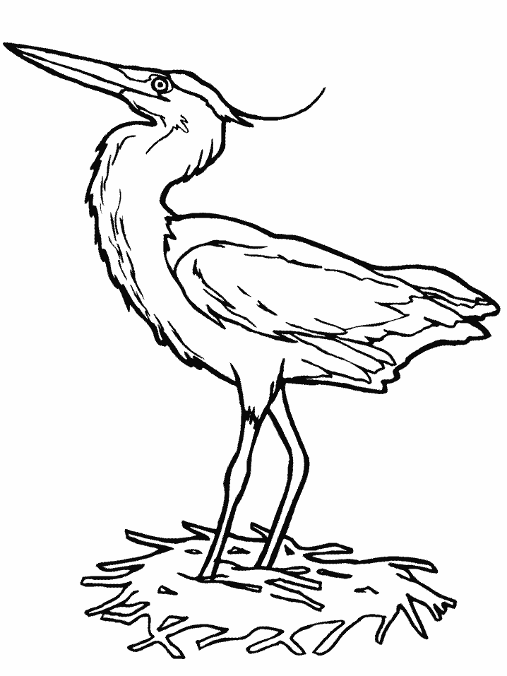 Heron Coloring Pages - Best Coloring Pages For Kids