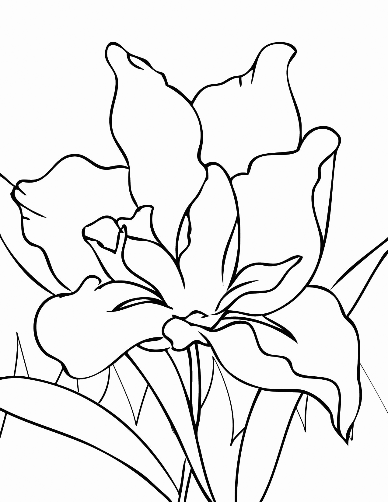 Iris Coloring Page