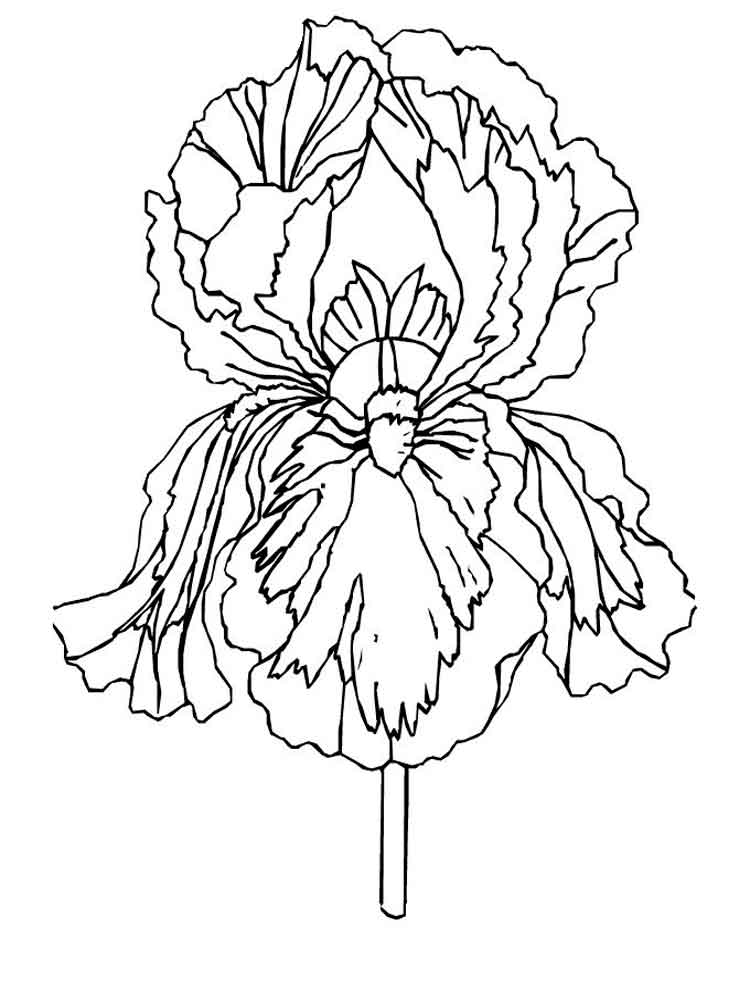 Iris Flower Coloring Pages