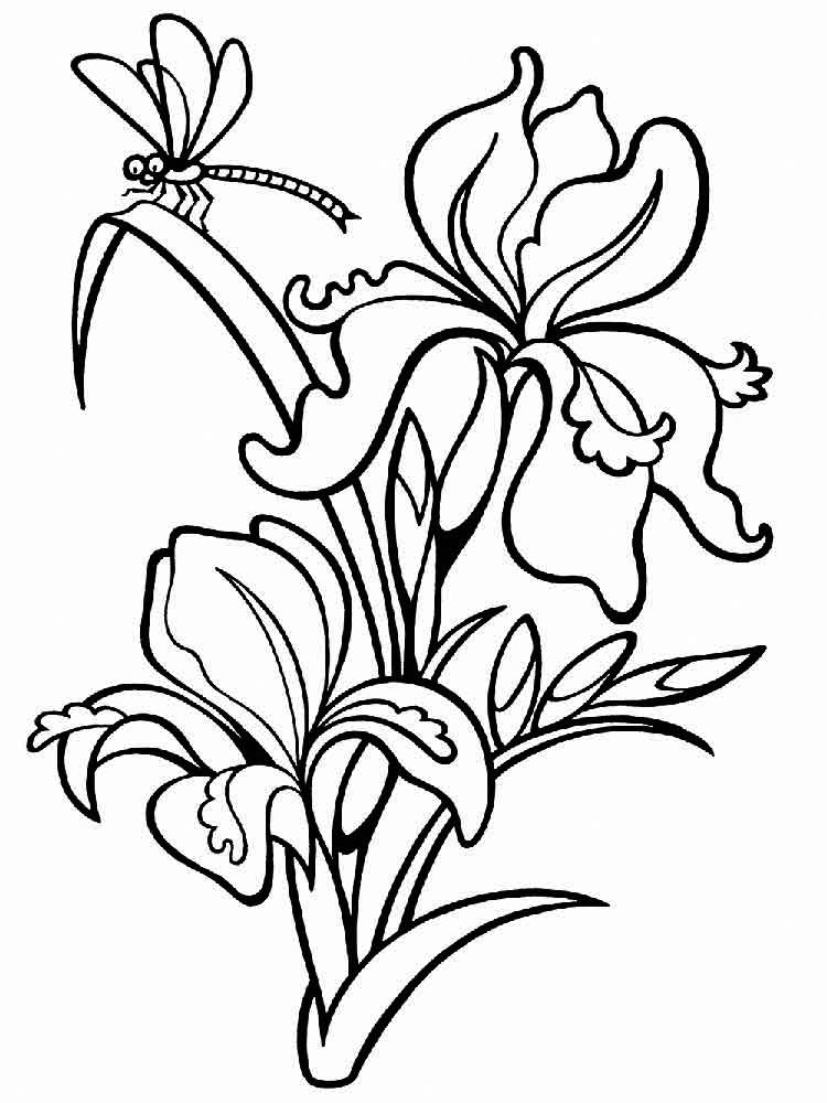 Iris Flowers Coloring Pages