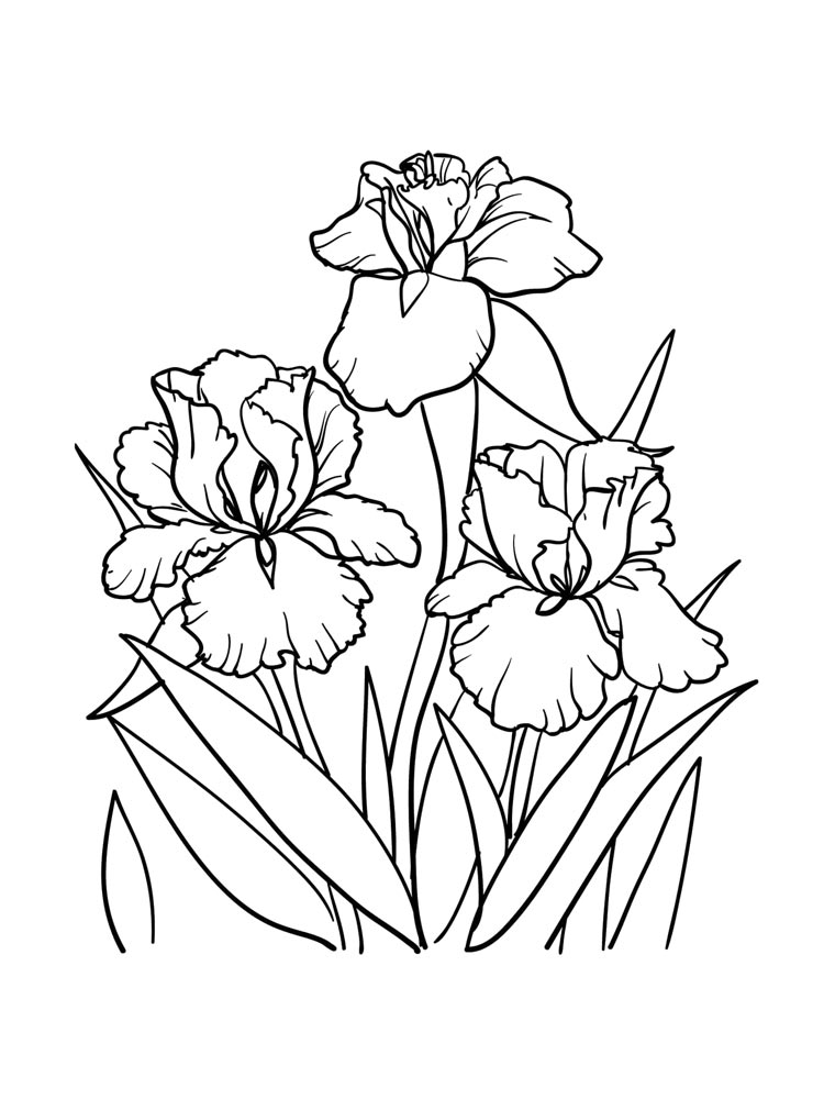 Iris Flowers Coloring Sheet