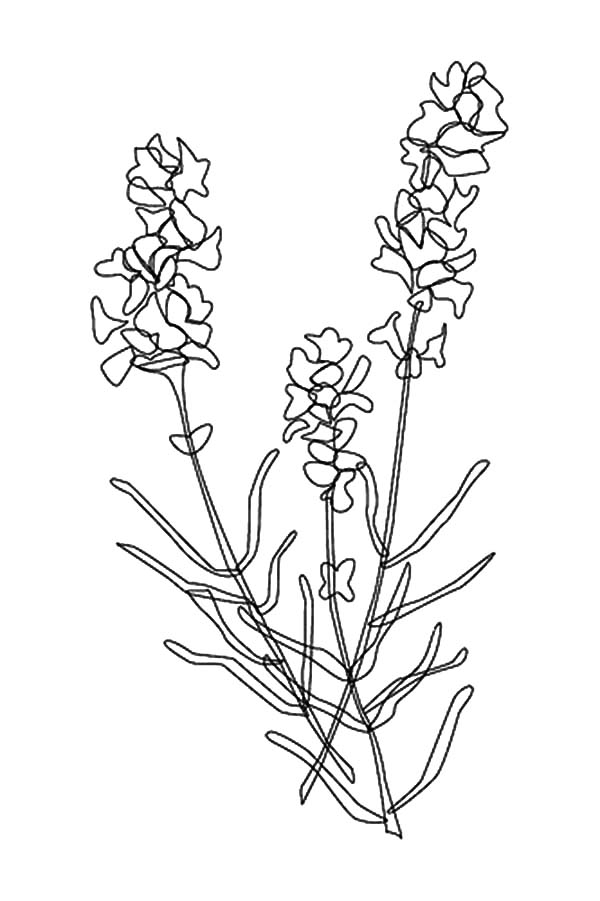 Lavender Coloring Pages Best Coloring Pages For Kids