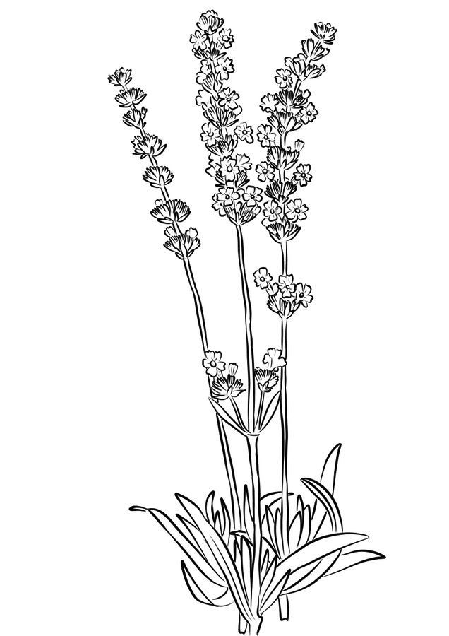 Lavender Coloring Pages.