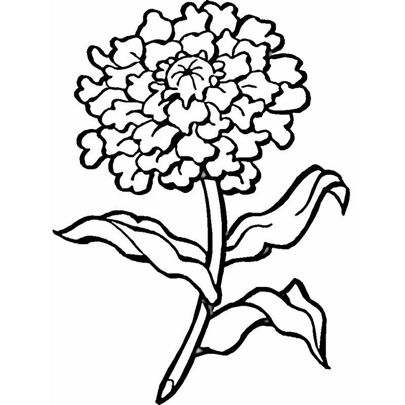 marigold-coloring-pages-best-coloring-pages-for-kids