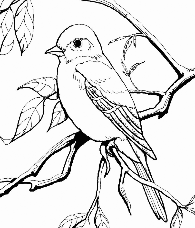 Mockingbird In Tree Coloring Pages