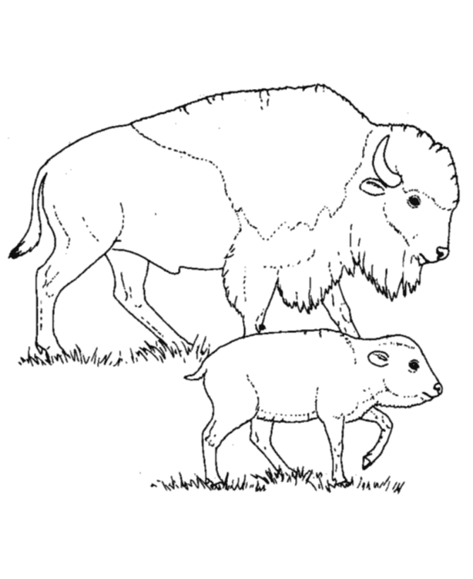 Mom And Baby Buffalo Coloring Pages