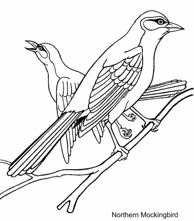 Northern Mockingbird Coloring Pages