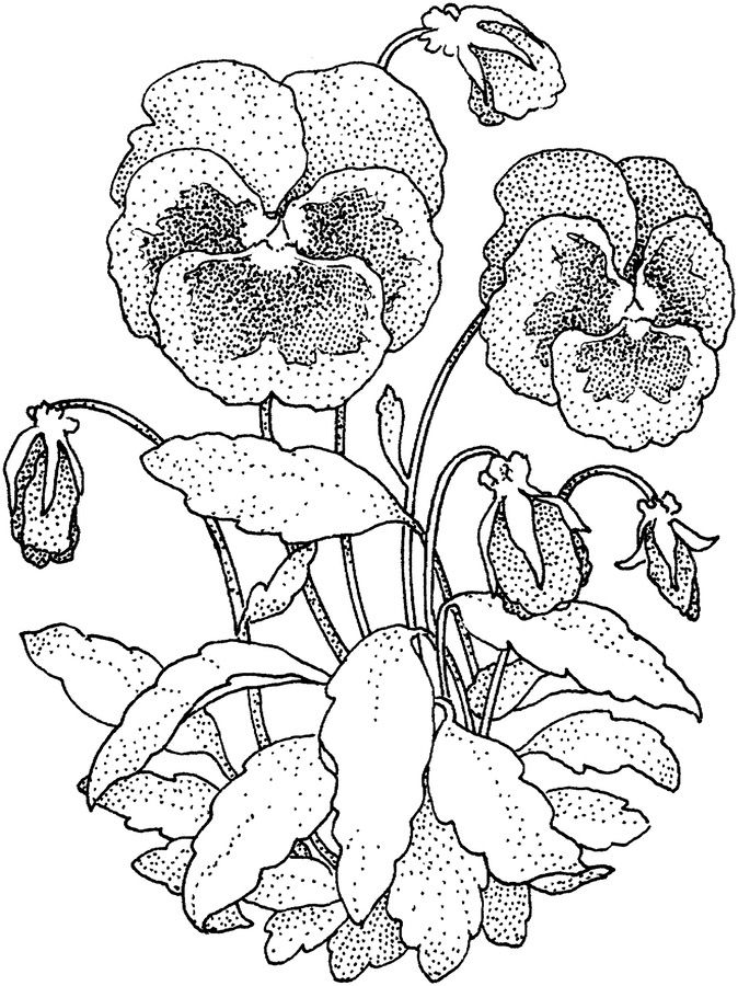 Pansy Printable Coloring Pages
