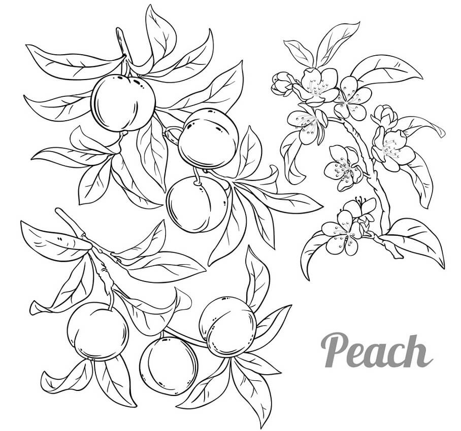 Peach Tree Coloring Pages