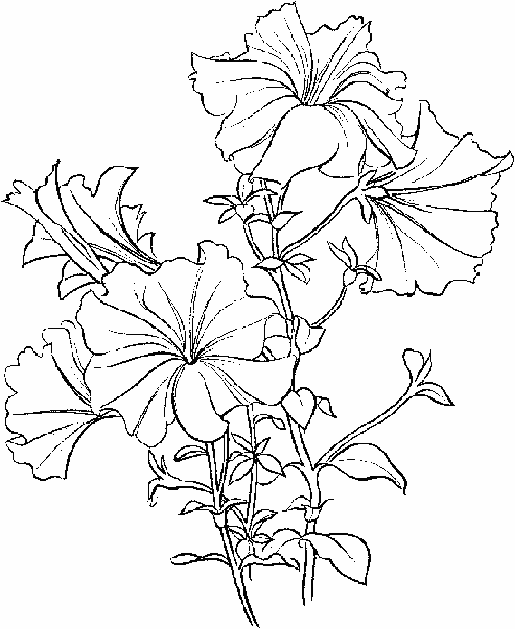 Petunia Flowers Coloring Page