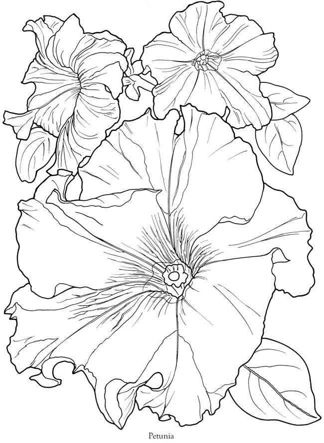 Petunia Coloring Pages Best Coloring Pages For Kids