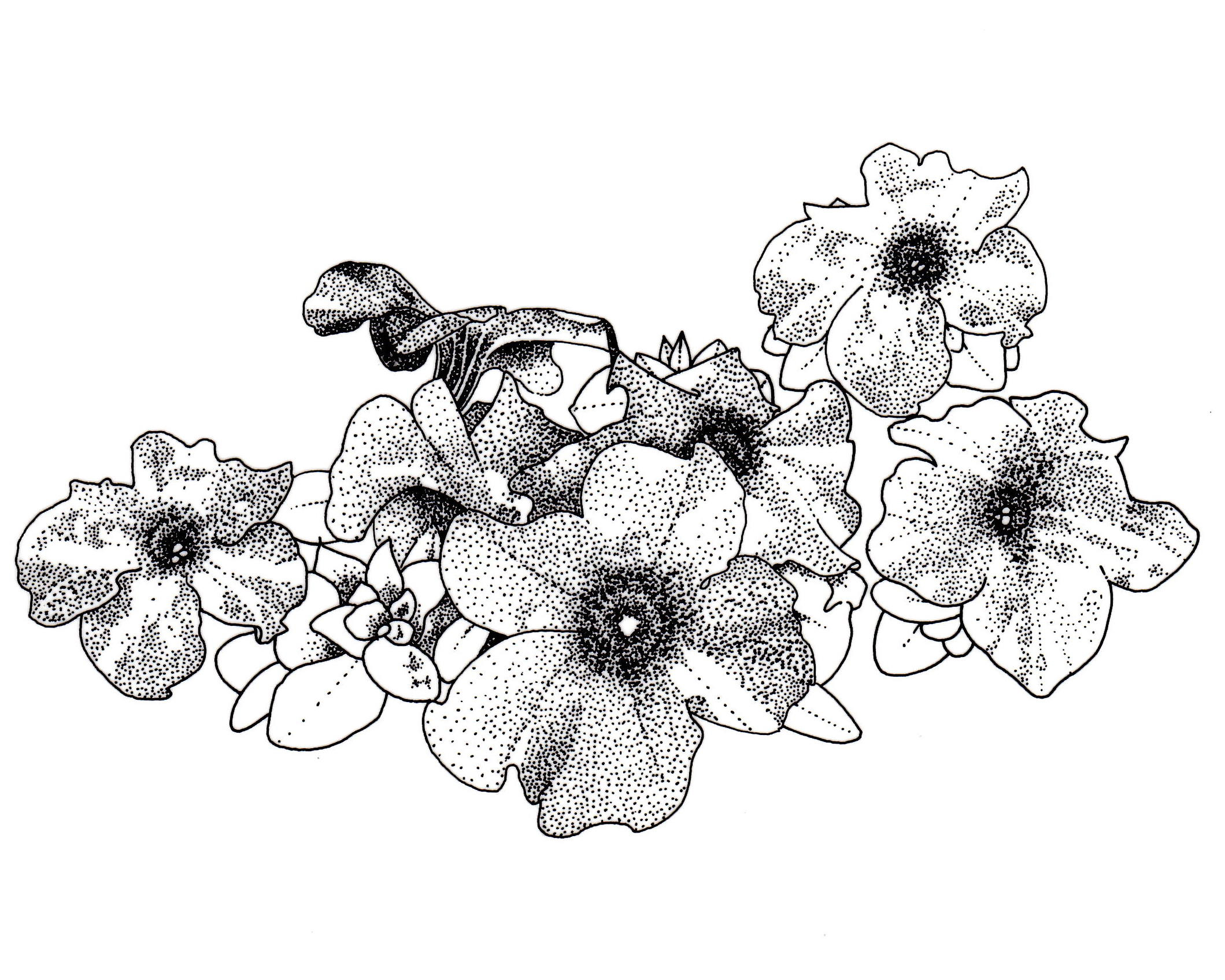 Petunias Flower Coloring Pages