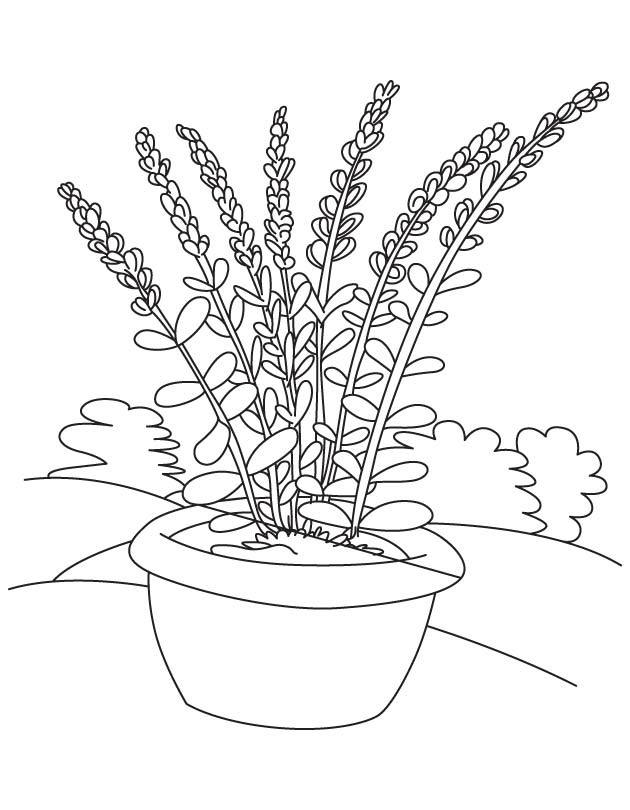 Potted Lavender Coloring Pages