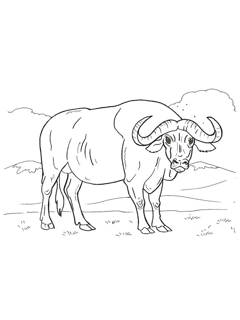 Buffalo Coloring Pages - Best Coloring Pages For Kids