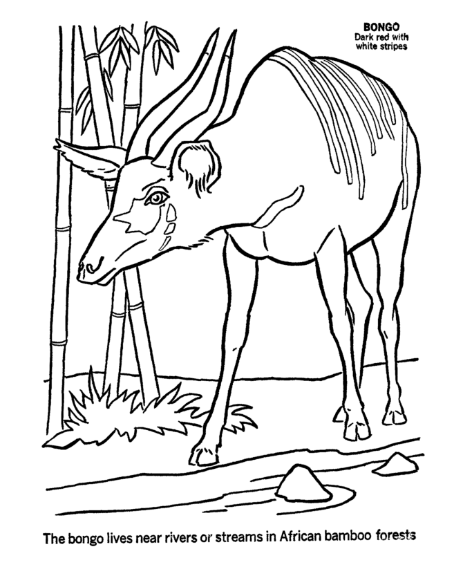 African Bongo Coloring Page