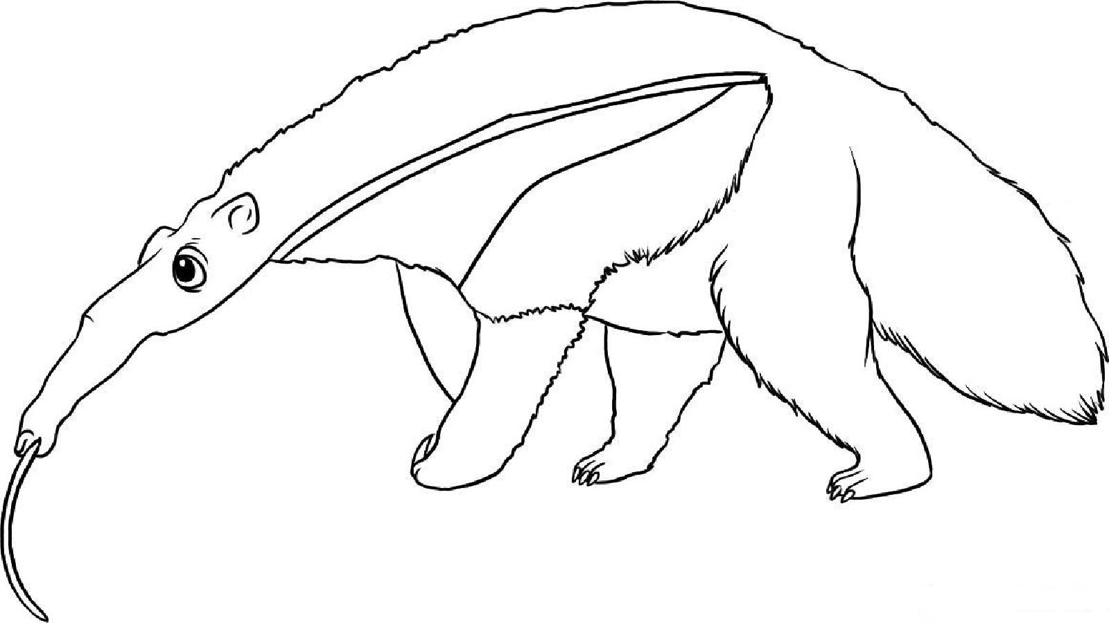 Anteater Eating Ants Coloring Page