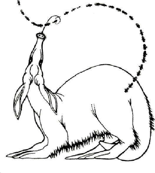 Anteater Eating Coloring Pages
