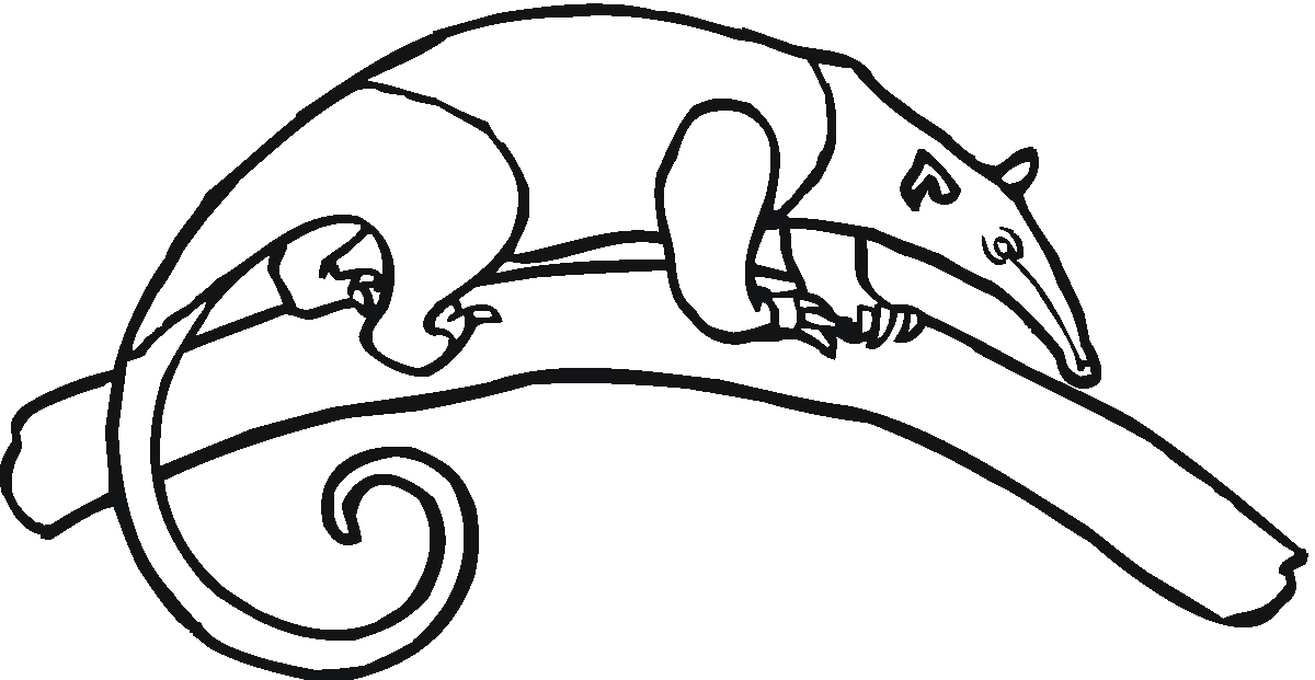 Anteater On Branch Coloring Pages