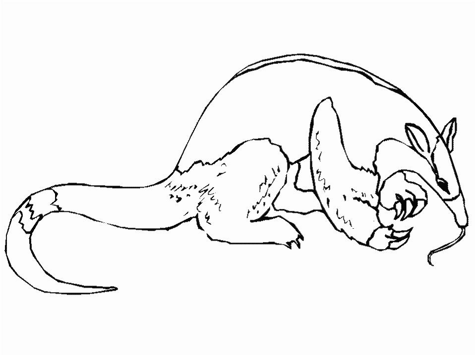 Anteater With Long Tongue Coloring Pages