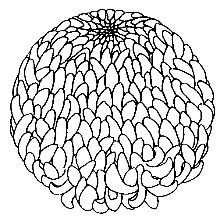 Chrysanthemum Coloring Page