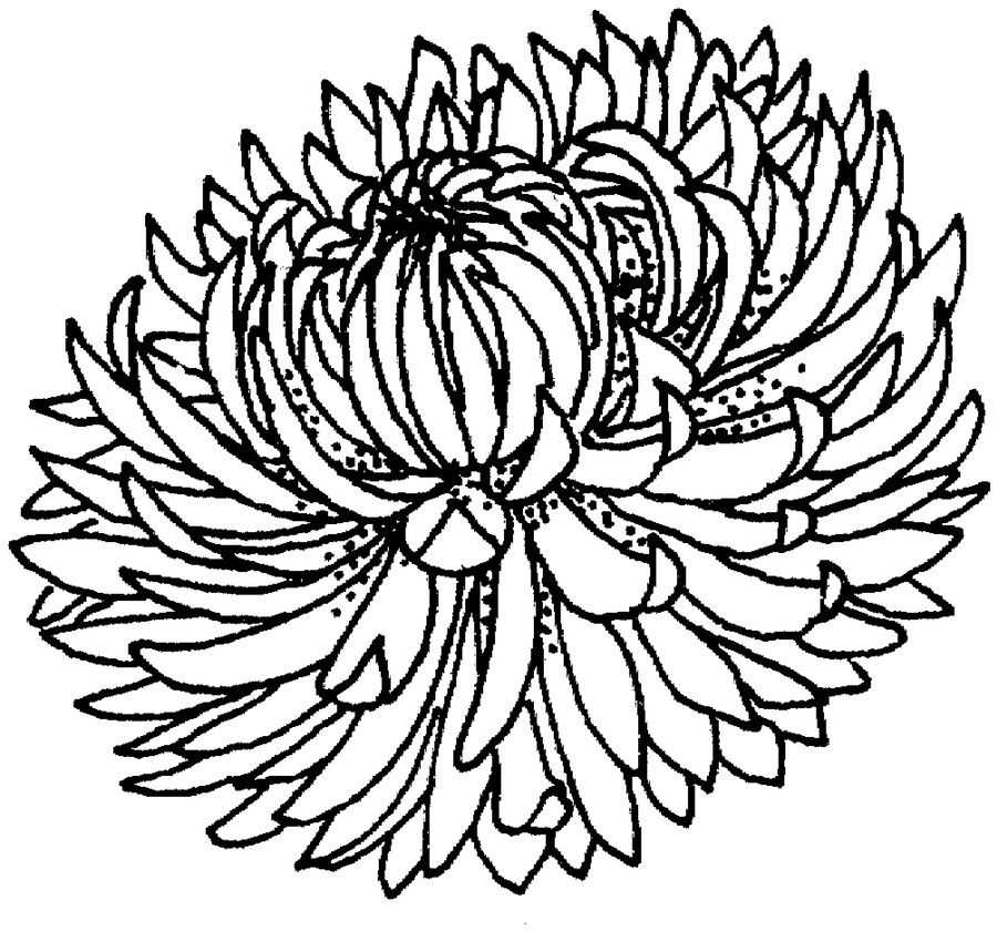 Chrysanthemum Flower Coloring Pages
