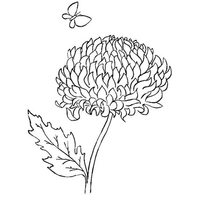 Chrysanthemum And Butterfly Coloring Pages