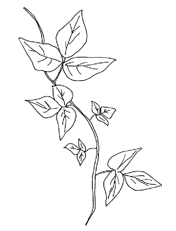 Ivy Coloring Pages
