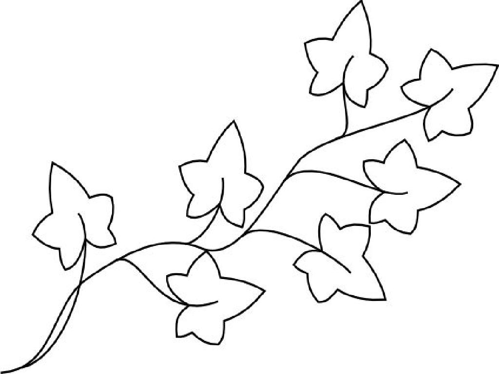 Ivy Plant Coloring Pages