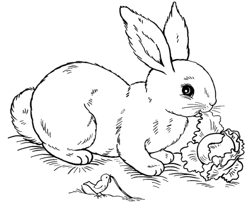 Rabbit Eating Lettuce Coloring Page