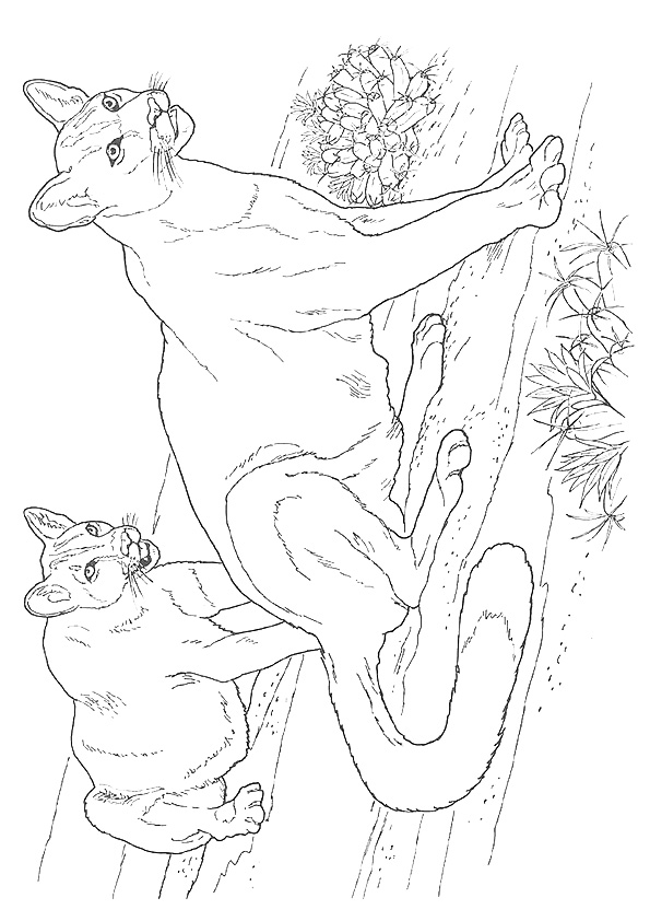 Realistic Cougar Coloring Pages