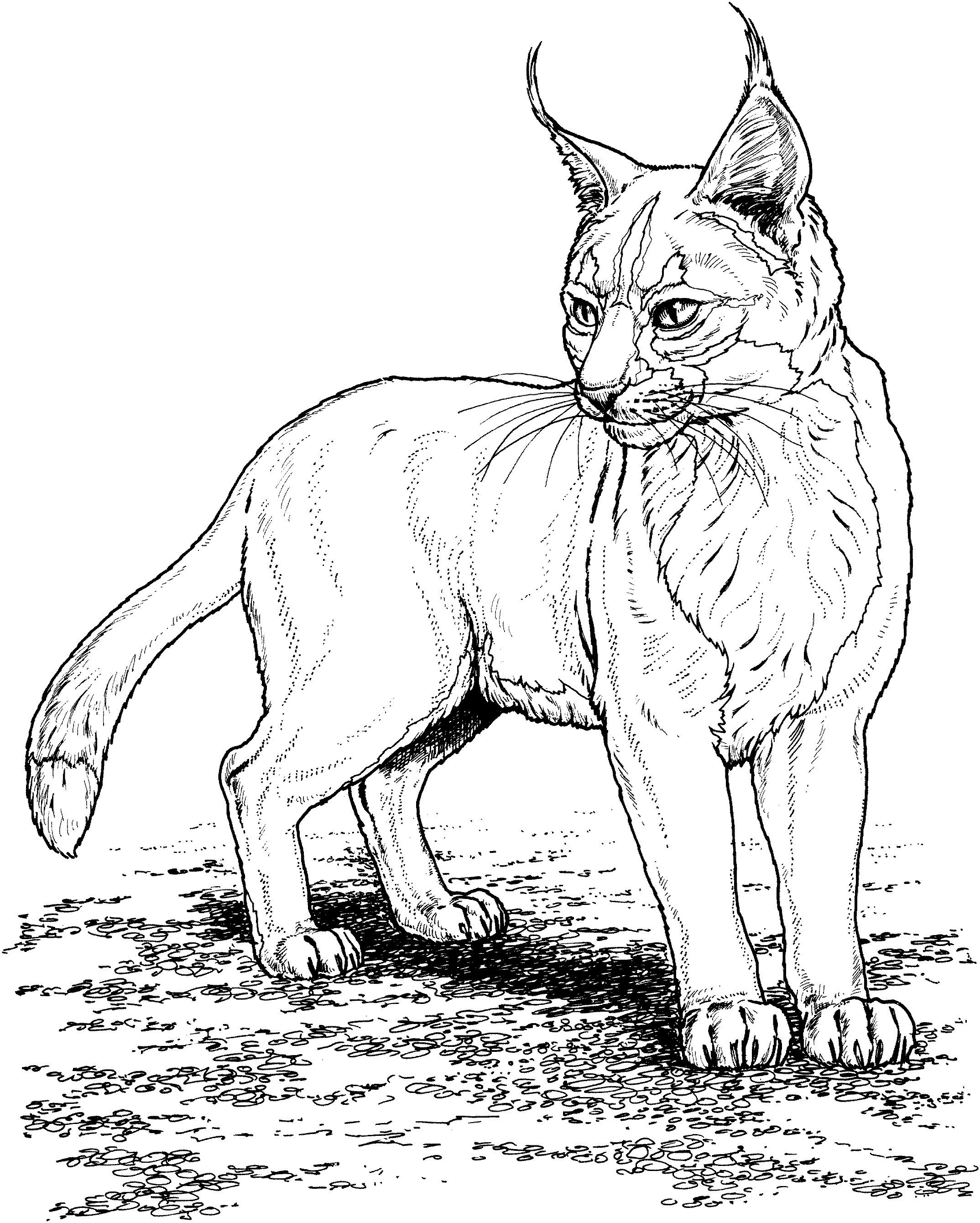 Realistic Lynx Coloring Page