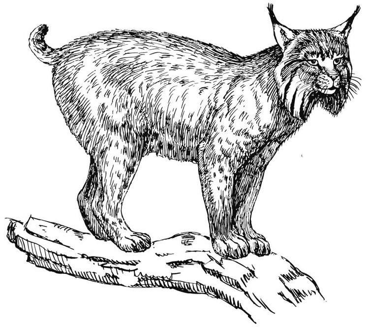 Realistic Lynx Coloring Pages