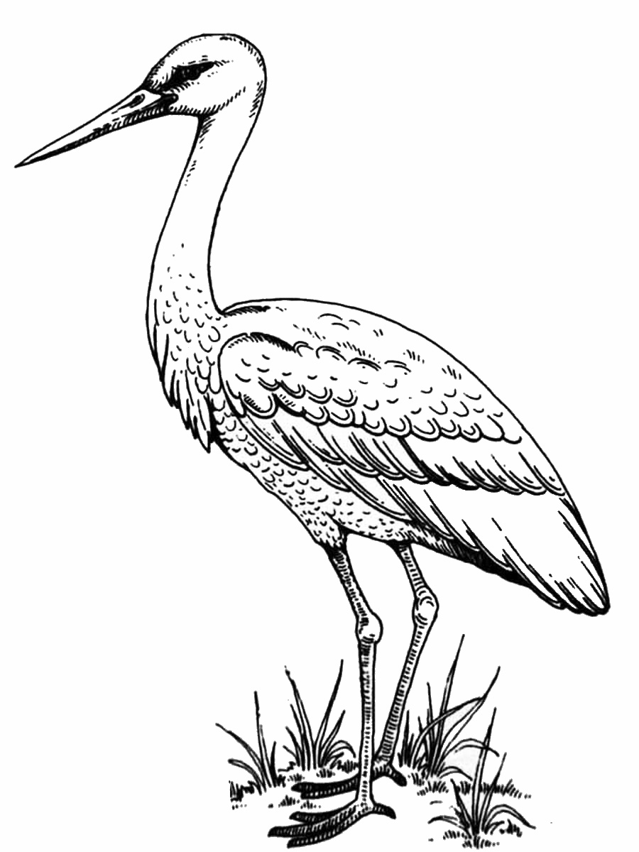 Bird Line Drawing png download - 930*1280 - Free Transparent White Stork  png Download. - CleanPNG / KissPNG