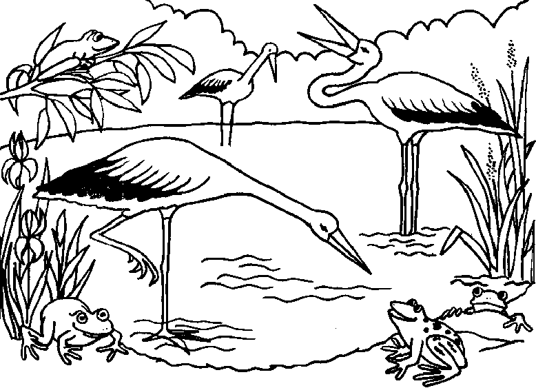 Storks In Pond Coloring Page