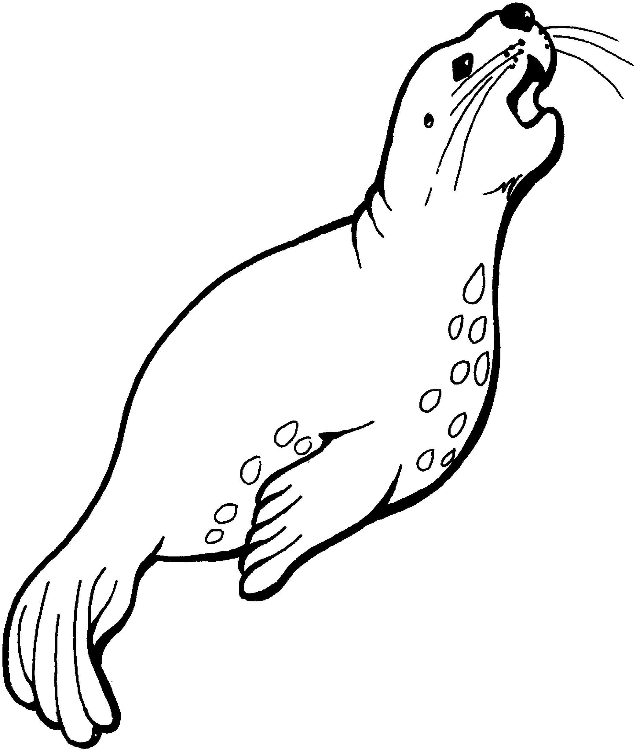 Arctic Seal Coloring Page