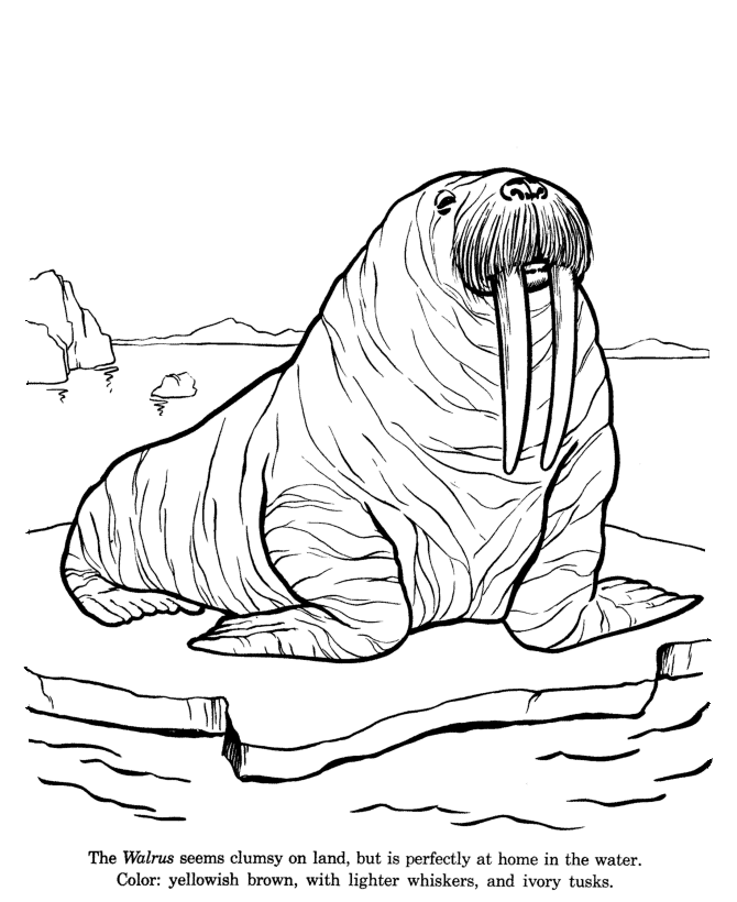 Arctic Walrus Coloring Page