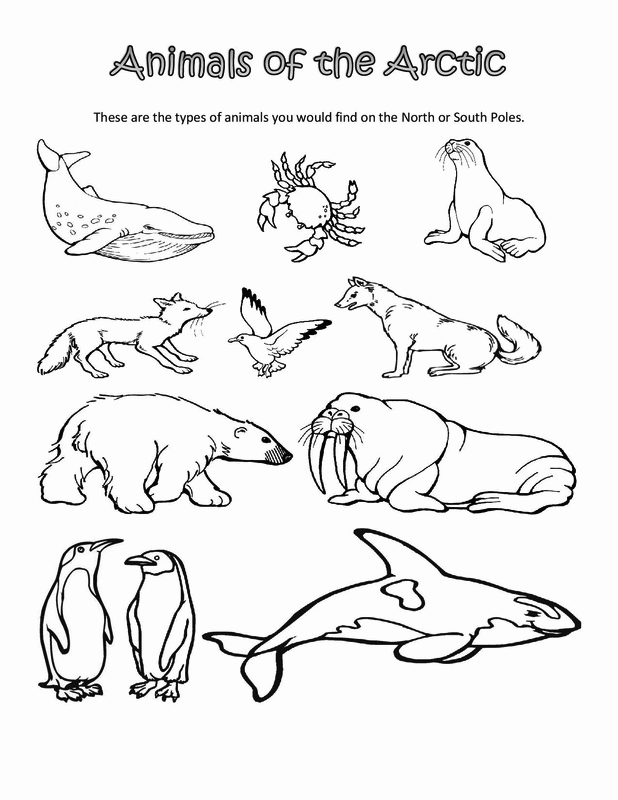 arctic hare coloring pages