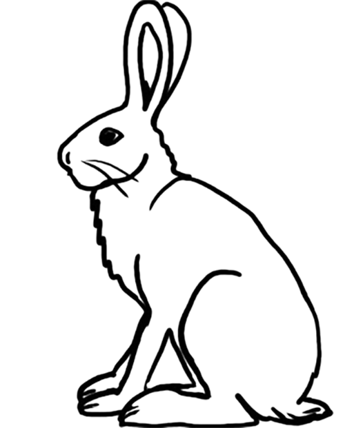 Arctic Hare Coloring Page