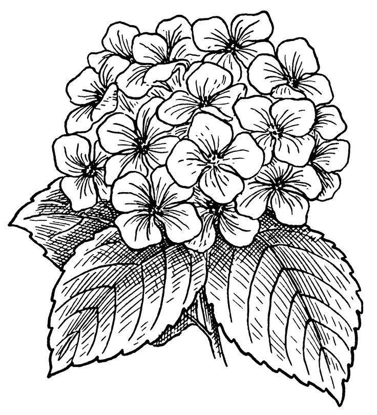 Detailed Hydrangea Flower Coloring Pages