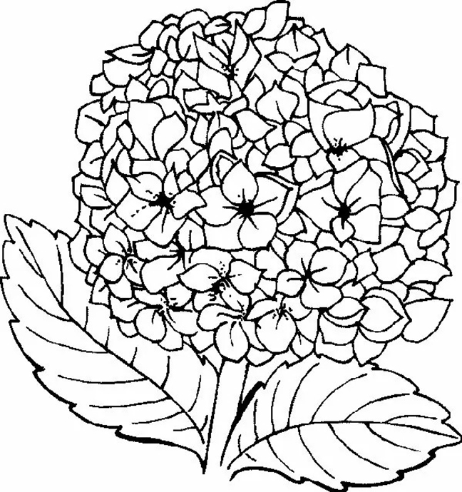 Hydrangea Flower Coloring Pages