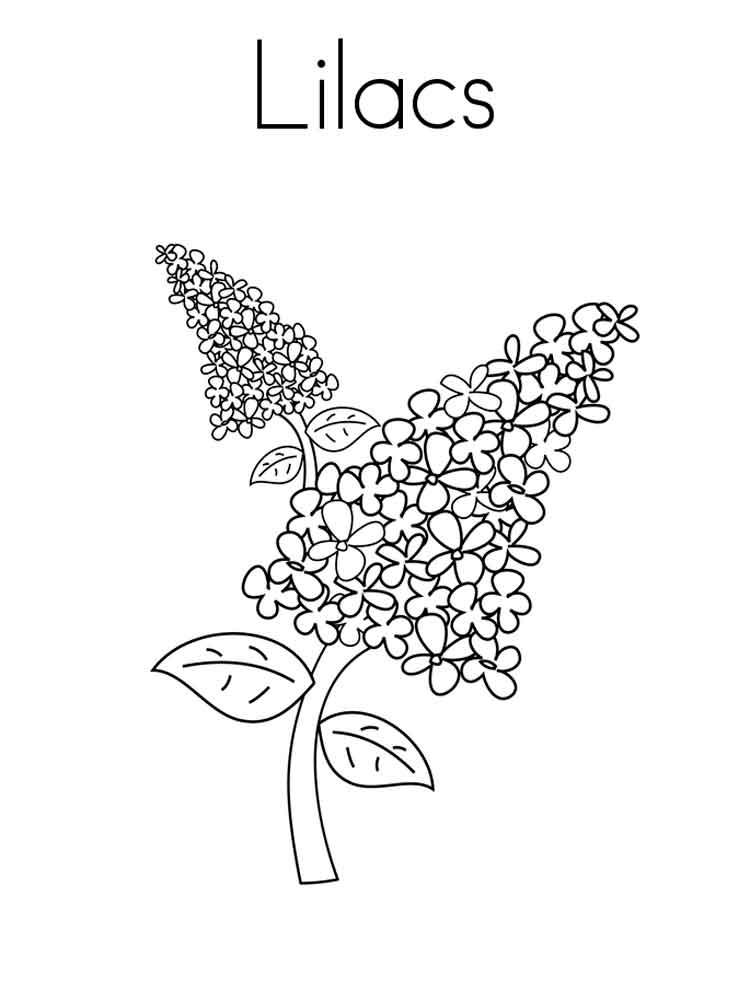 Lilac Coloring Sheet