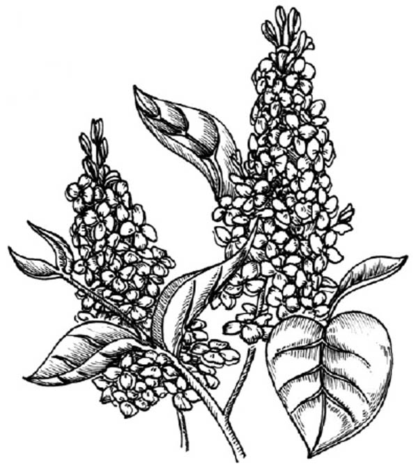Lilac Flowers Coloring Page