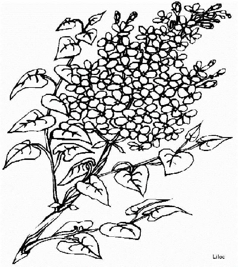 Lilac Flower Coloring Sheet