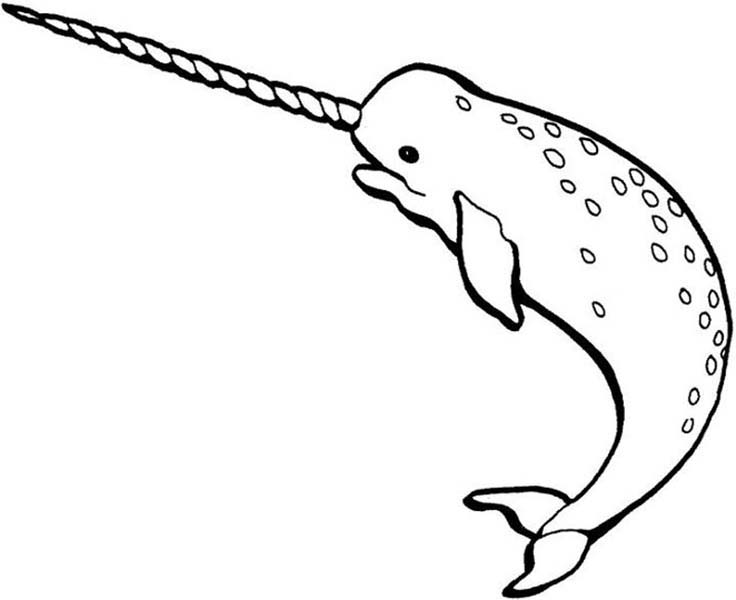 Narwhal Coloring Page